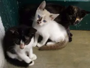 Gato raça variados idade Abaixo de 2 meses nome filhotes