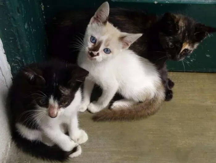 Gato ra a variados idade Abaixo de 2 meses nome filhotes