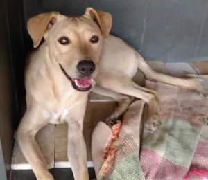 Cachorro raça Srd idade 1 ano nome Thor