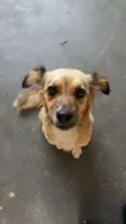 Lalinha