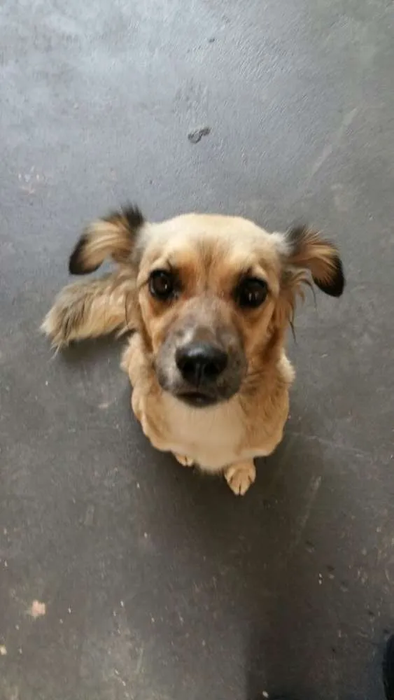 Cachorro ra a SRD idade 2 anos nome Lalinha
