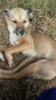 Lalinha