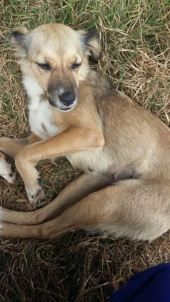 Cachorro ra a SRD idade 2 anos nome Lalinha