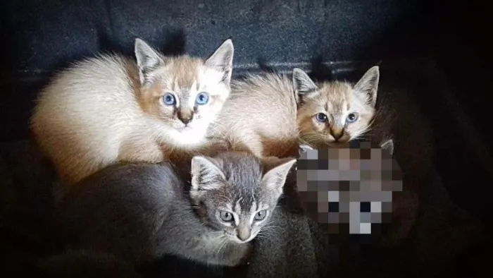 Gato ra a siamês e gato cinza  idade 2 a 6 meses nome Tico, Teco e Fumaça 