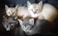 Tico, Teco e Fumaça 