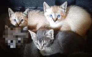 Gato raça siamês e gato cinza  idade 2 a 6 meses nome Tico, Teco e Fumaça 