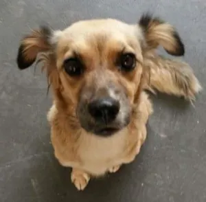 Cachorro raça SRD idade 2 anos nome Lalinha