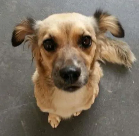 Cachorro ra a SRD idade 2 anos nome Lalinha