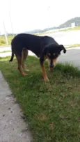 Pretinha
