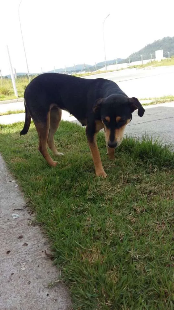 Cachorro ra a SRD idade  nome Pretinha