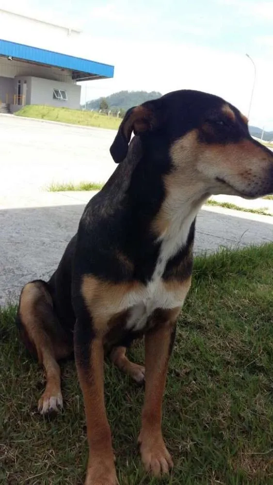 Cachorro ra a SRD idade  nome Pretinha