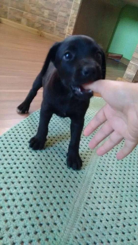 Cachorro ra a Mestiça idade 2 a 6 meses nome Peka