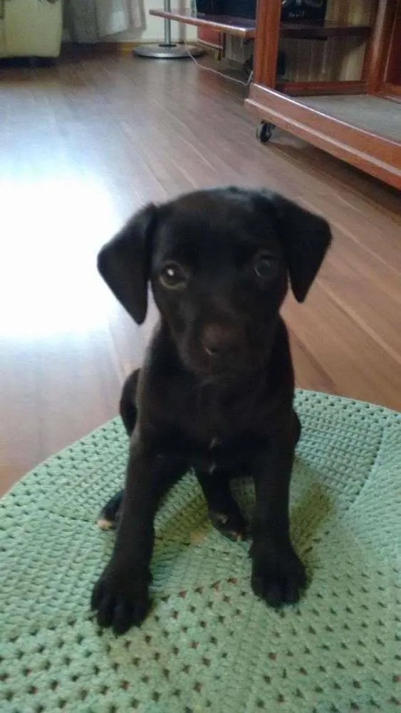 Cachorro ra a Mestiça idade 2 a 6 meses nome Peka