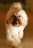 Ralph