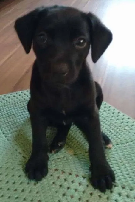 Cachorro ra a Mestiça idade 2 a 6 meses nome Peka