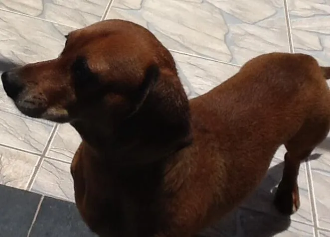 Cachorro ra a Basset idade 3 anos nome Samuca, Lilica 