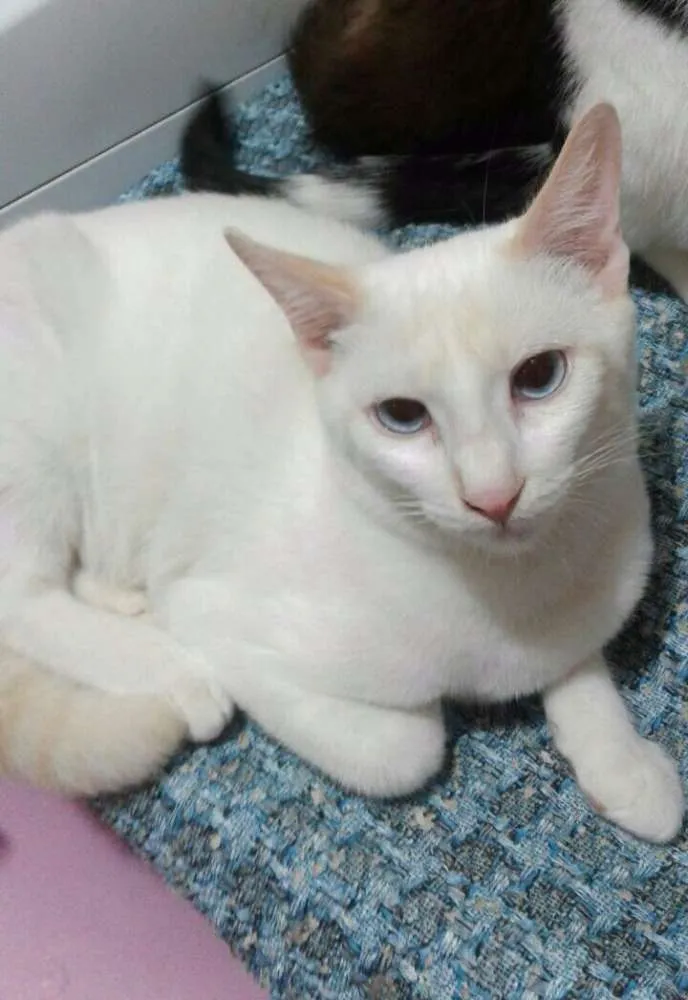 Gato ra a SRD idade 2 a 6 meses nome Aslam