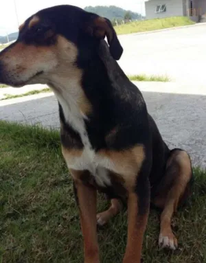 Cachorro raça SRD idade  nome Pretinha