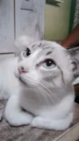 Belinha