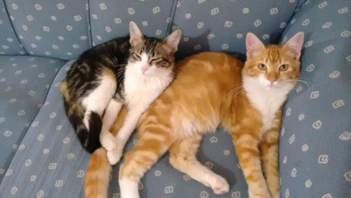 Gato ra a SRD idade 2 a 6 meses nome Lenny e Lee