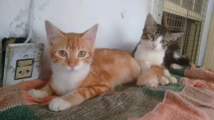 Gato ra a SRD idade 2 a 6 meses nome Lenny e Lee