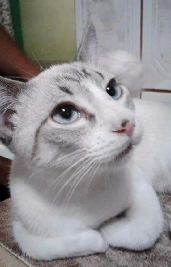 Gato ra a SRD idade 2 a 6 meses nome Belinha