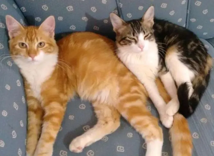 Gato ra a SRD idade 2 a 6 meses nome Lenny e Lee