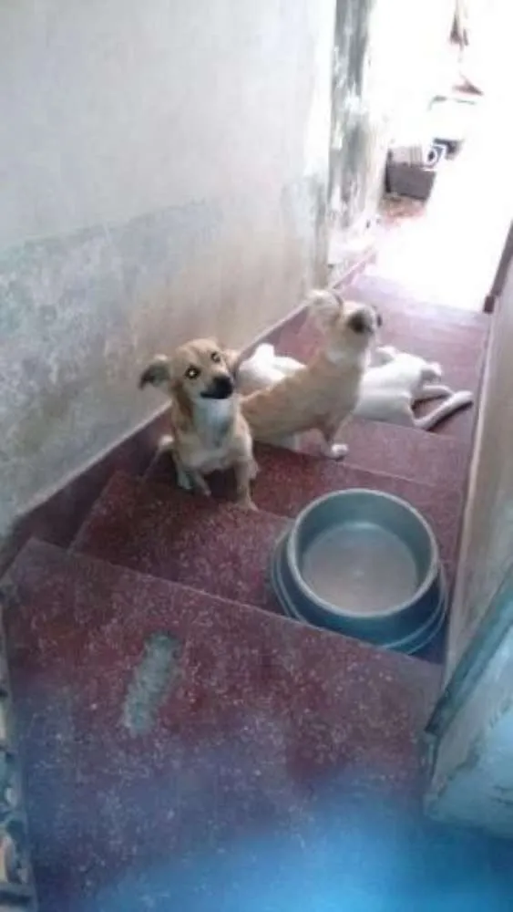 Cachorro ra a SRD idade 3 anos nome Neve