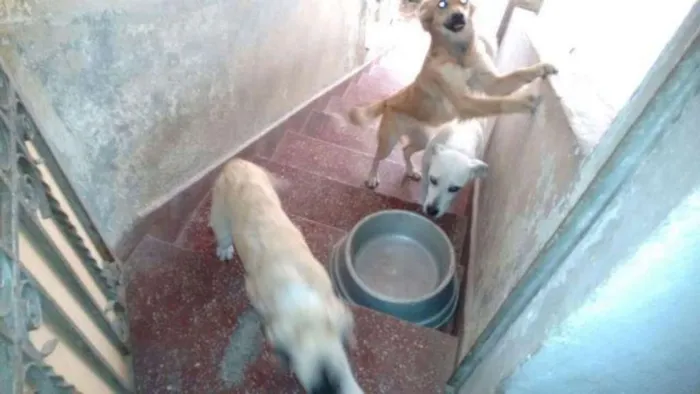 Cachorro ra a SRD idade 3 anos nome Neve