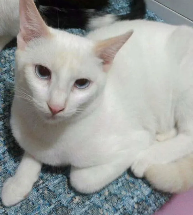 Gato ra a SRD idade 2 a 6 meses nome Aslam