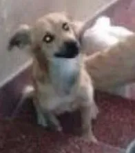 Cachorro ra a SRD idade 3 anos nome Neve
