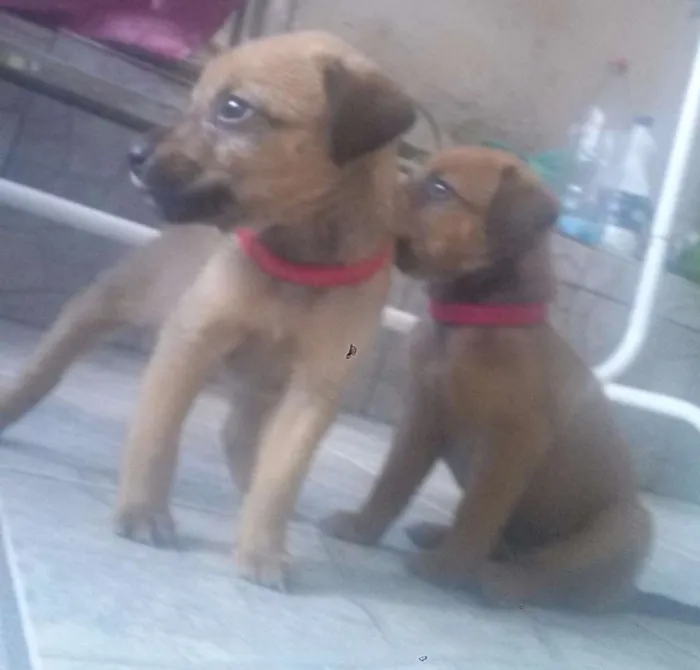 Cachorro ra a  idade Abaixo de 2 meses nome Lala e Lele