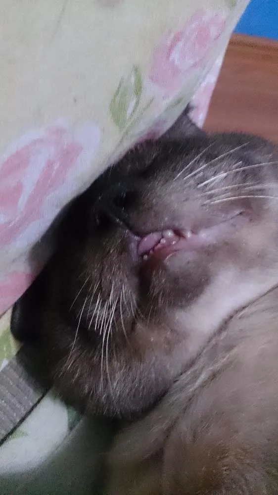 Gato ra a Siâmes idade 6 ou mais anos nome Joey