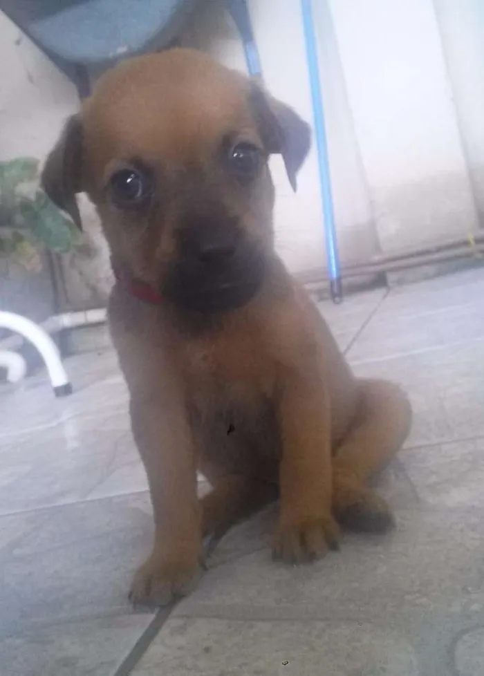 Cachorro ra a  idade Abaixo de 2 meses nome Lala e Lele