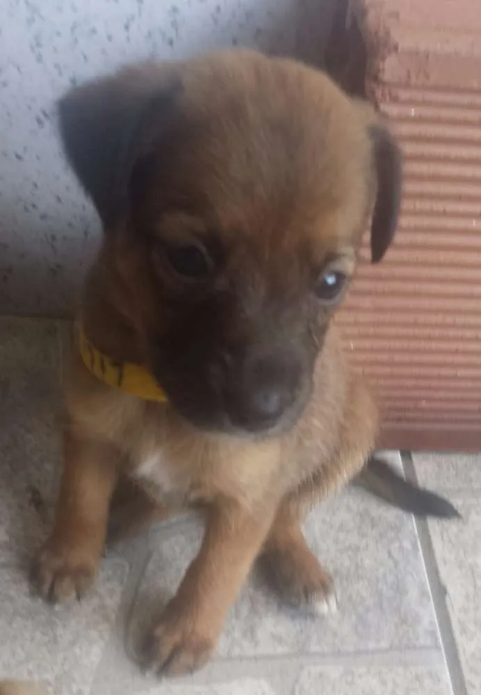 Cachorro ra a  idade Abaixo de 2 meses nome Lala e Lele