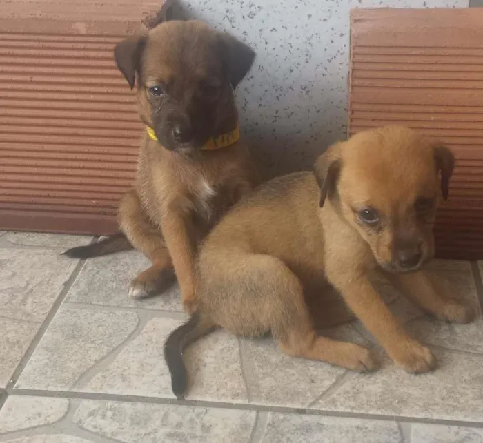 Cachorro ra a  idade Abaixo de 2 meses nome Lala e Lele