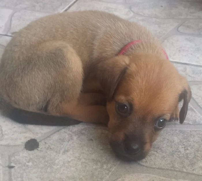 Cachorro ra a  idade Abaixo de 2 meses nome Lala e Lele