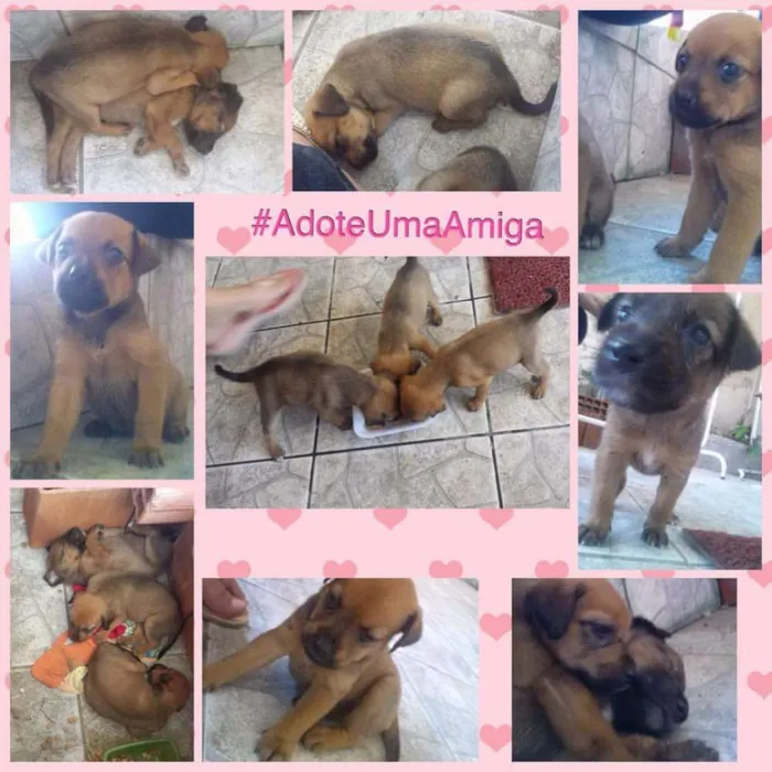 Cachorro ra a  idade Abaixo de 2 meses nome Lala e Lele