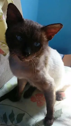 Gato raça Siâmes idade 6 ou mais anos nome Joey