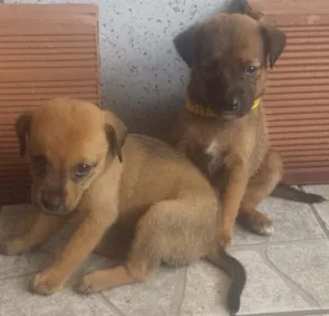 Cachorro raça  idade Abaixo de 2 meses nome Lala e Lele