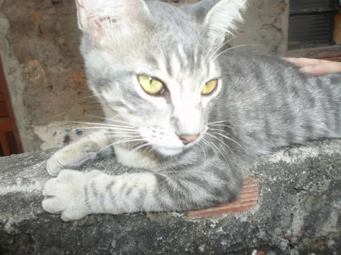 Gato raça SRD idade 7 a 11 meses nome Zé