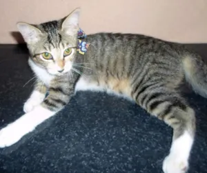 Gato raça SRD idade 7 a 11 meses nome Regina