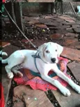 Marley