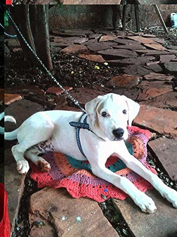 Cachorro ra a  idade 7 a 11 meses nome Marley