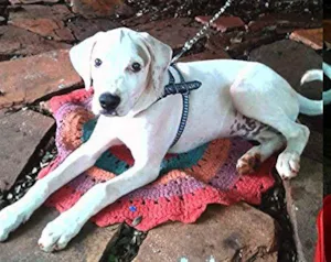 Cachorro raça  idade 7 a 11 meses nome Marley