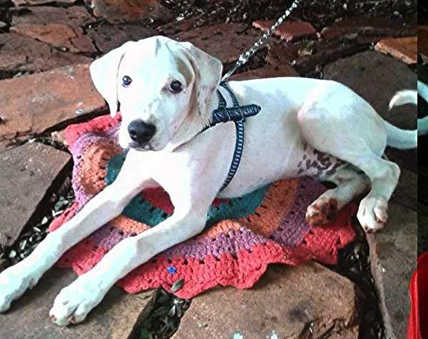 Cachorro ra a  idade 7 a 11 meses nome Marley