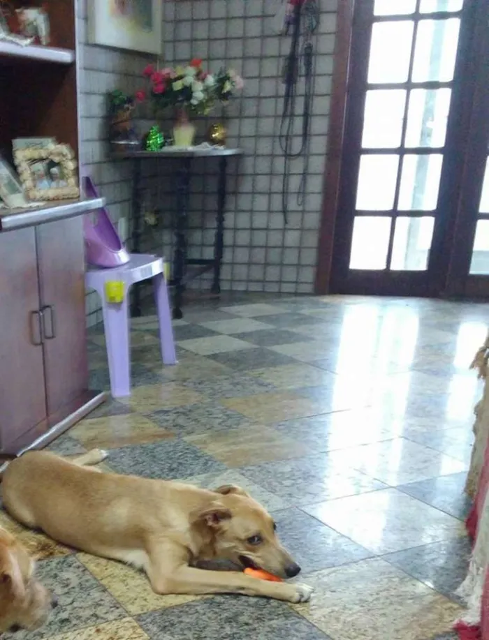 Cachorro ra a Viralata idade 2 a 6 meses nome Lorde
