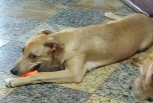 Cachorro ra a Viralata idade 2 a 6 meses nome Lorde