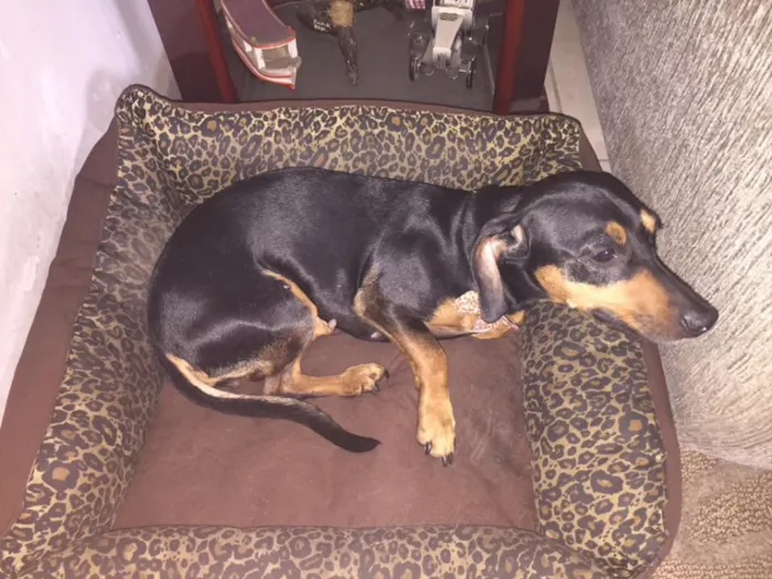 Cachorro raça Dachshund (salsichinha) idade 4 anos nome Petit