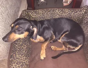 Cachorro raça Dachshund (salsichinha) idade 4 anos nome Petit